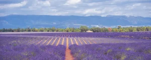 Lavendelveld in de Provence met lavandin, gebruikt voor blog over het verschil tussen lavender en lavendel