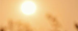 Zomer-zon-tegen-insecten