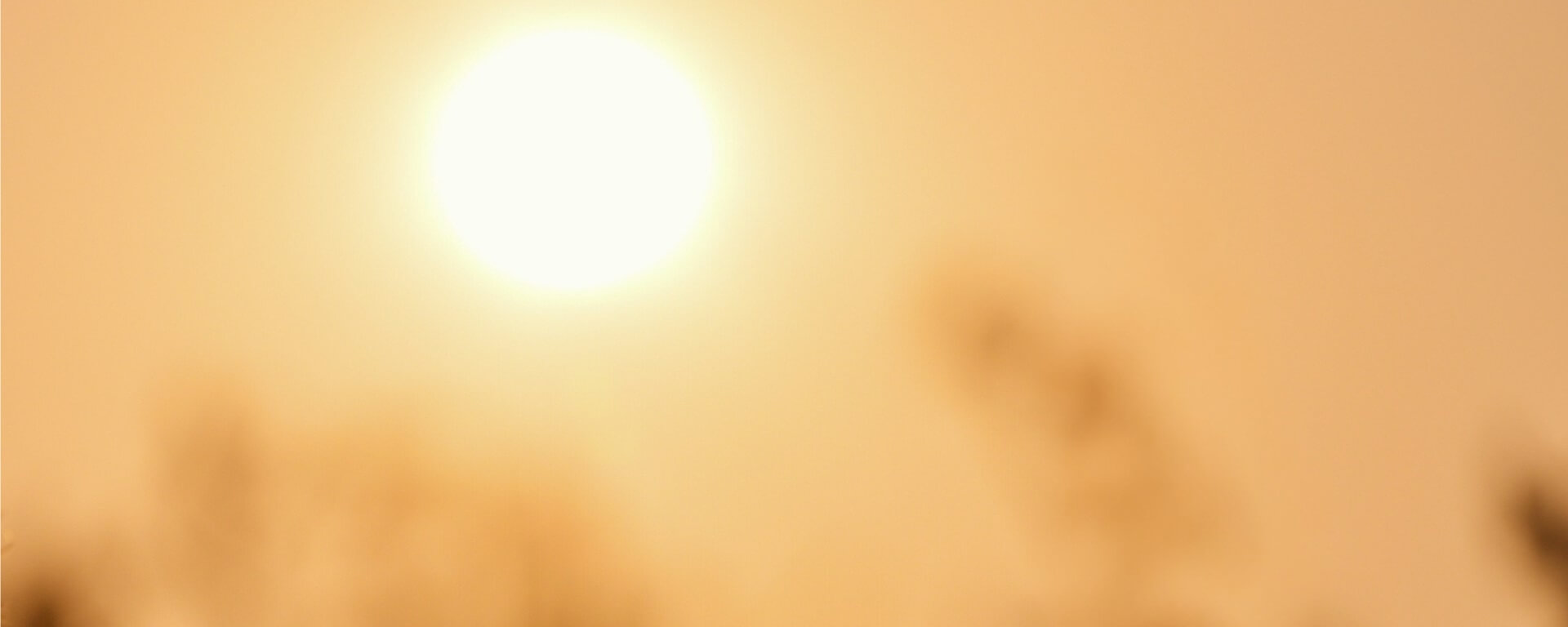 Zomer-zon-tegen-insecten